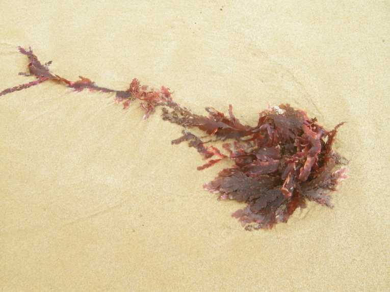 Seaweed could help weight loss treatments