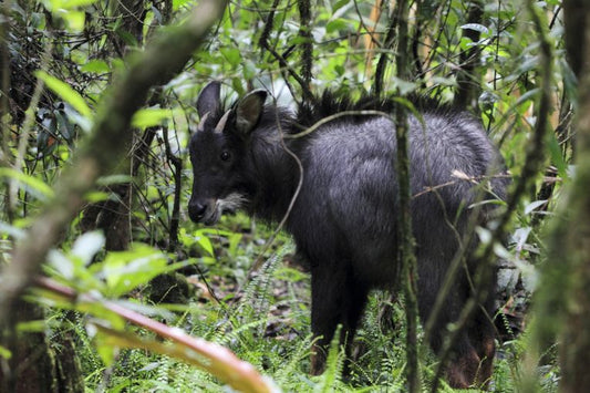 The conservation - or extinction, of little-known Asian mammals