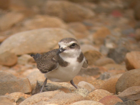 Sex determination in birds