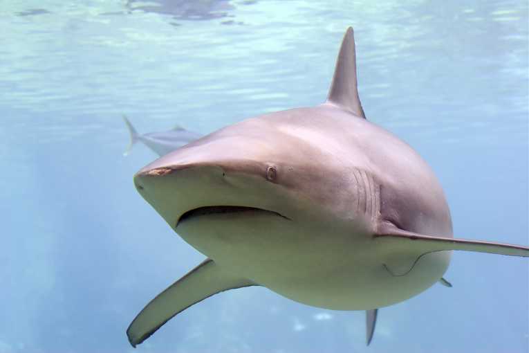 Shark fins tracked by DNA