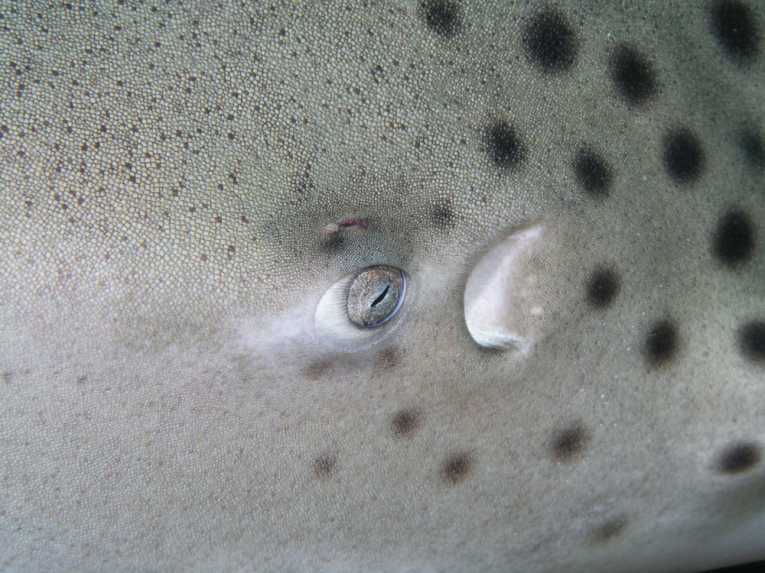 Shark skin boosts swim speed and cuts drag