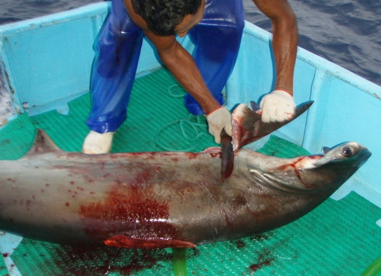Shark Survival and Human Greed