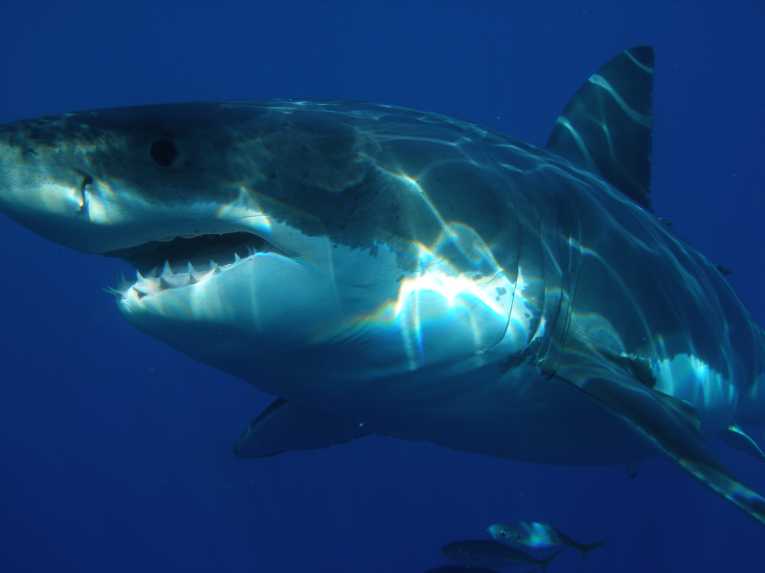 Extensive shark sanctuary declared for an Indonesian island