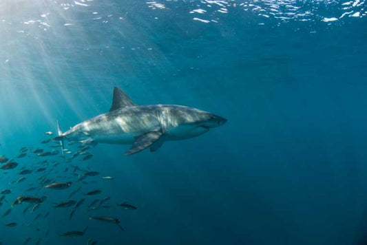 When great white sharks attack - and how seals try to get away