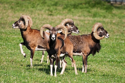 Sheep hunted before domestication in the Middle East.