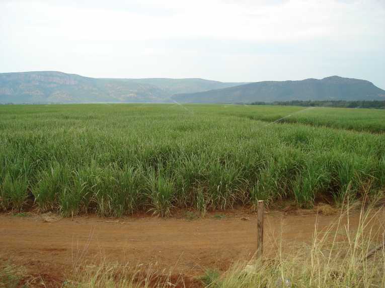 Shifting from pasture to sugarcane cools Brazilian cerrado