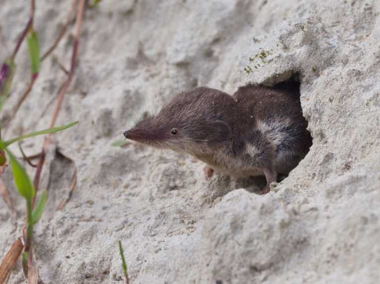 Choose shrew-like creatures as more sociable ancestors!