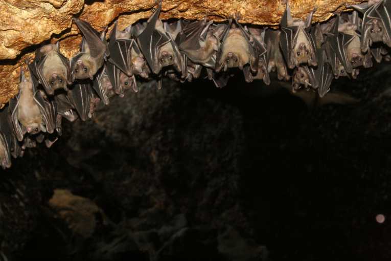 The siren call of the vine - how plants lure bats in for supper