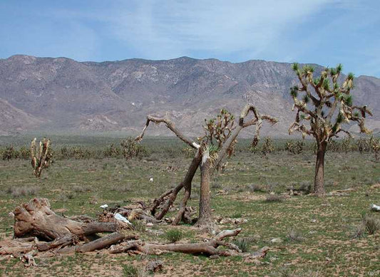 Sloth dung points to stark future for Joshua Trees