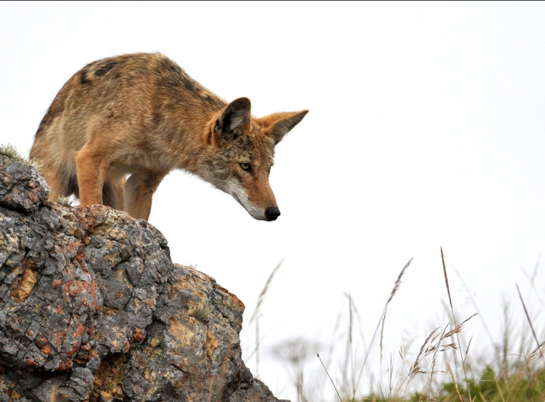 Smallest city coyote territory found