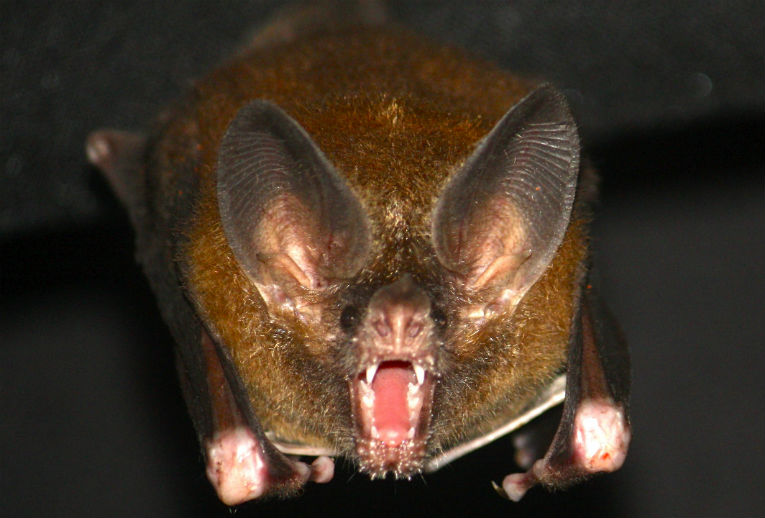 Smart, social bats use ring-tone cues