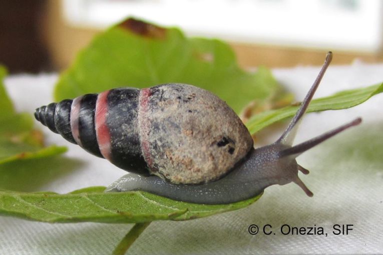 Climate change affects islands, but one snail hangs on.