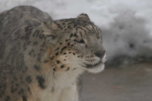 Snow Leopard spotted in Afghanistan