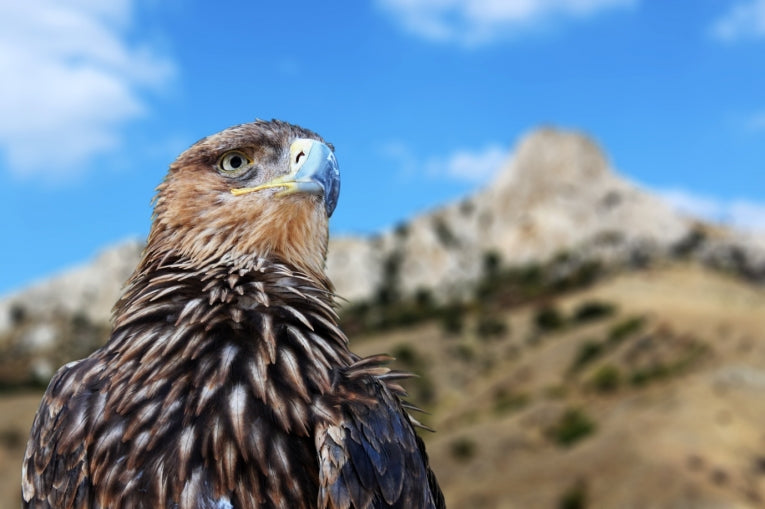 On wind and a thermal, soaring habits of the Golden Eagle (Aquila chrysaetos)