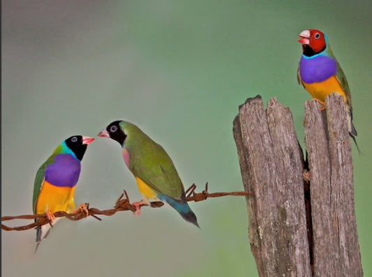 Songbirds and mate choice, showing that beauty is in the (right) eye of the beholder