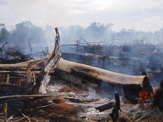 Soothsaying the Amazon's fires