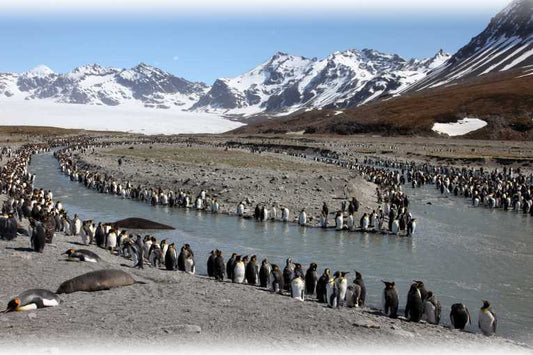 South Georgia's unrivaled biodiversity challenged by warming