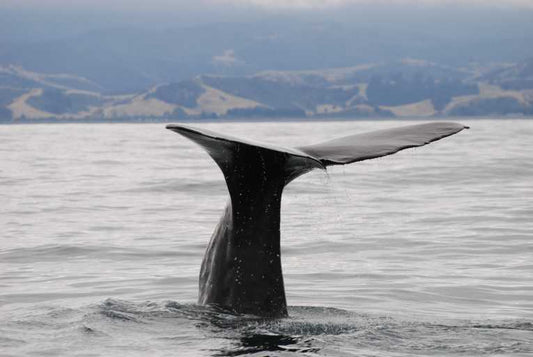 Sperm whales speak with regional accents