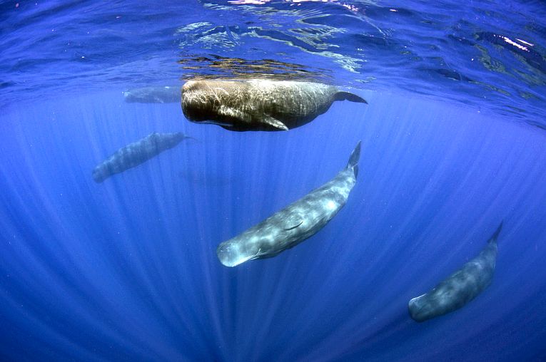 Whales, their babble, and clan dialects.