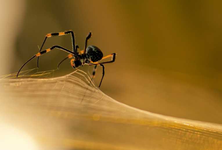 Golden orb web spiders use chemical alkaloid on silk to repel ants
