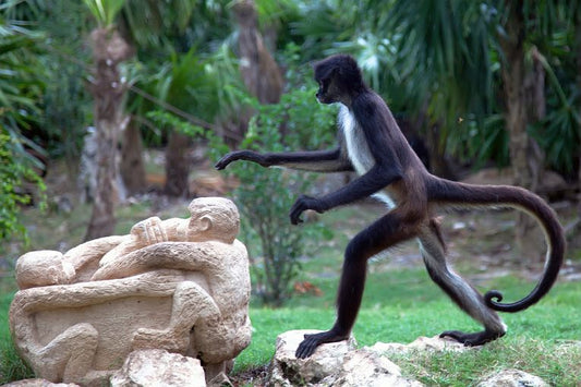 Spider monkey Valentine that you can help.