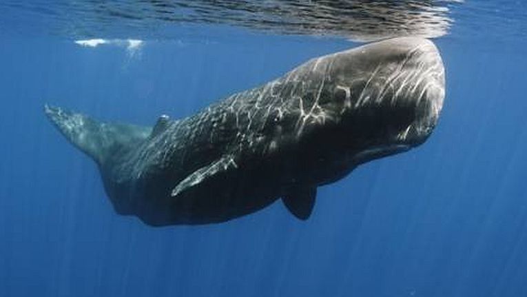 Whale cultures rule in Galápagos.