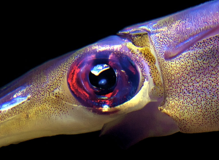 Giant squid have eyes like dinner plates