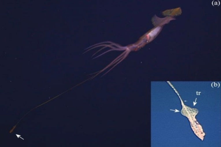 A squids intelligent mimicry technique