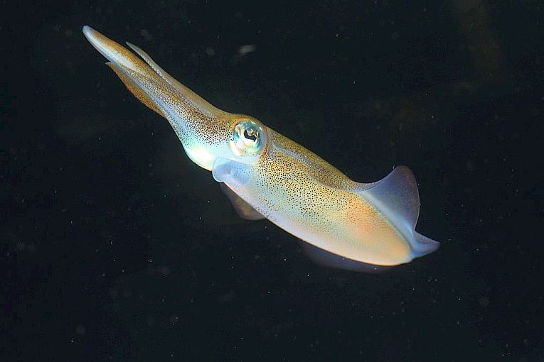 Fascinating new squid behaviour in nature