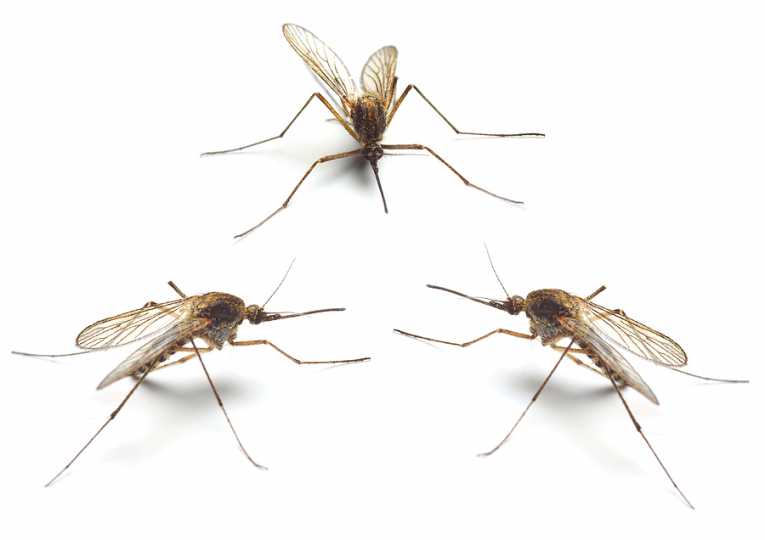 Sterile male mosquitoes could help in the battle against malaria