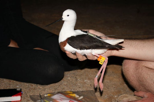 Stilt break records for migration and finding water.