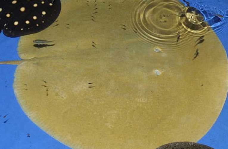 Two new species of freshwater stingray discovered in the Amazon
