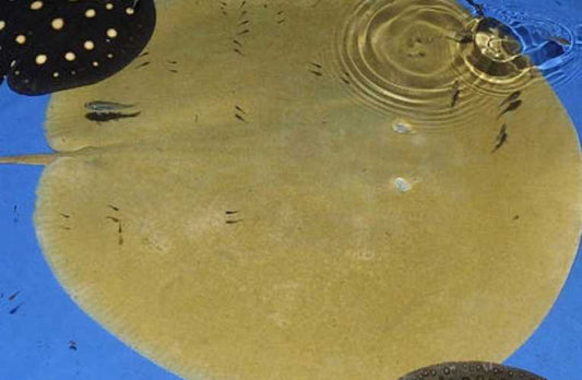 Two new species of freshwater stingray discovered in the Amazon