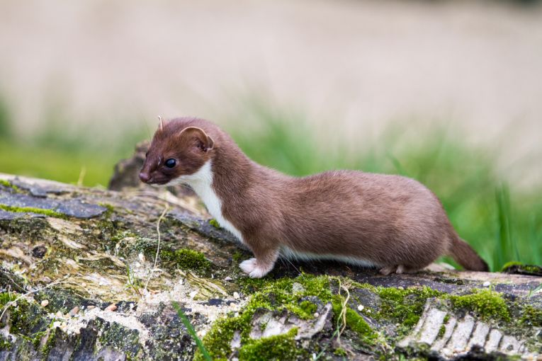 Stoat invasion