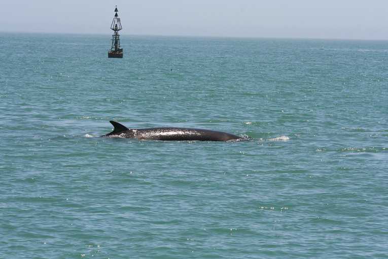 Stranded calf whale freed after 8 hour battle