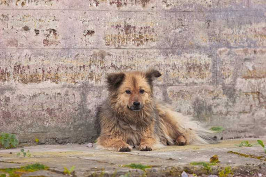 Microblog post saves truckload of dogs in China