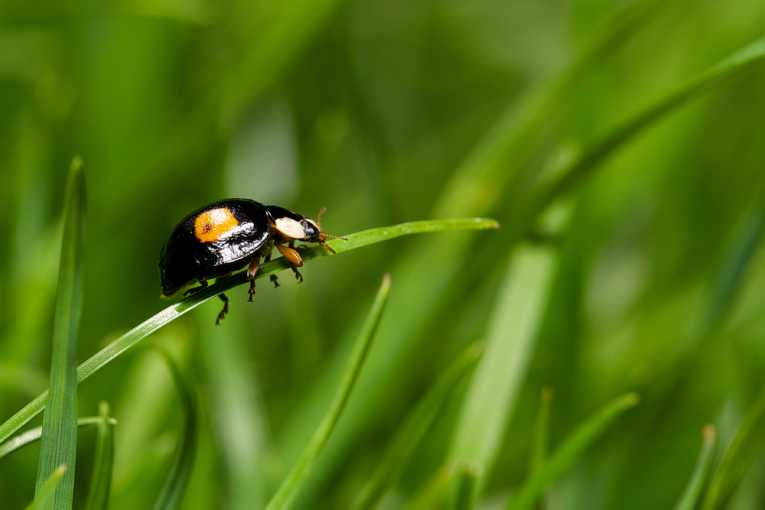 Study highlights worrying numbers of UK ladybirds