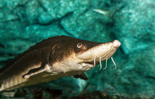 Sturgeon survives, but not for long, it seems