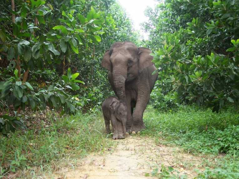 Sumatran elephant extinction looms large on the horizon