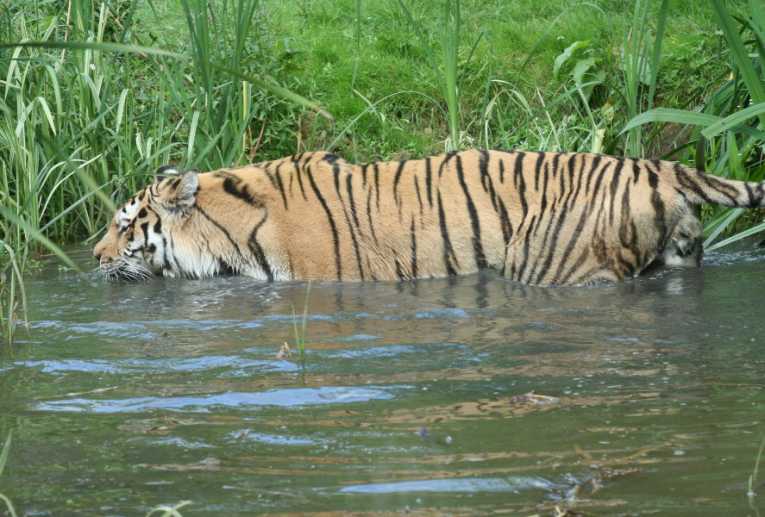 Sumatran tiger survey reveals numbers strong