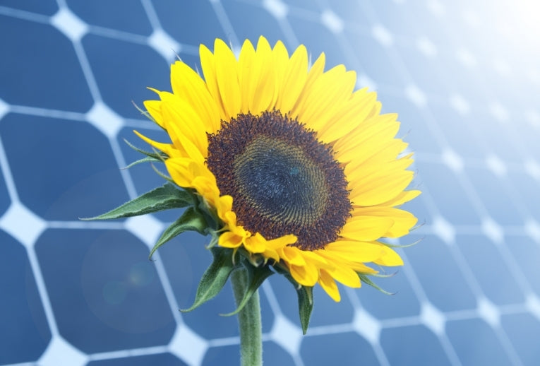 How Sunflowers are Helping Solar Energy Become More of a Reality
