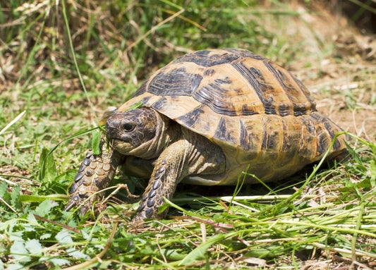 Surfing by tortoises