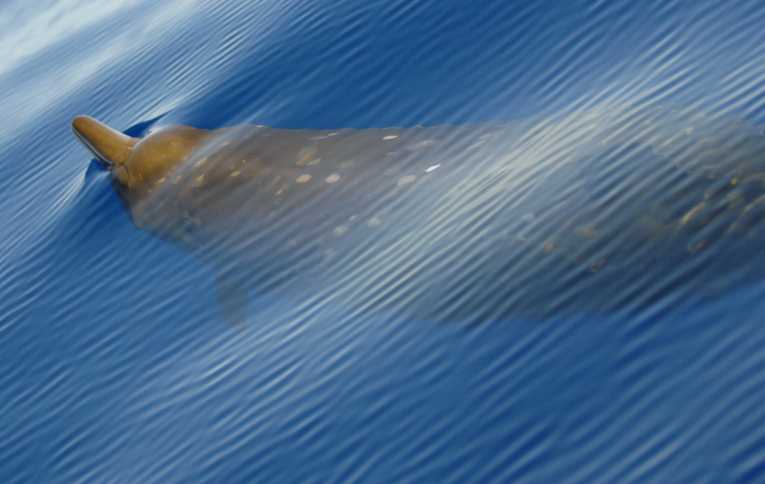 Survey of deep-diving beaked whales helps assess sonar risk