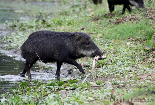 Sushi for pigs