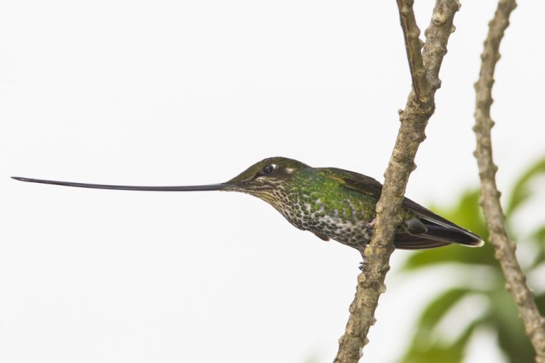 Birds and passion, Ecuador rules in biodiversity