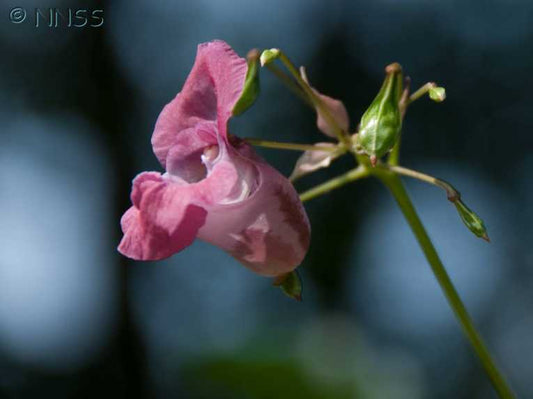 Tackling invasive species together