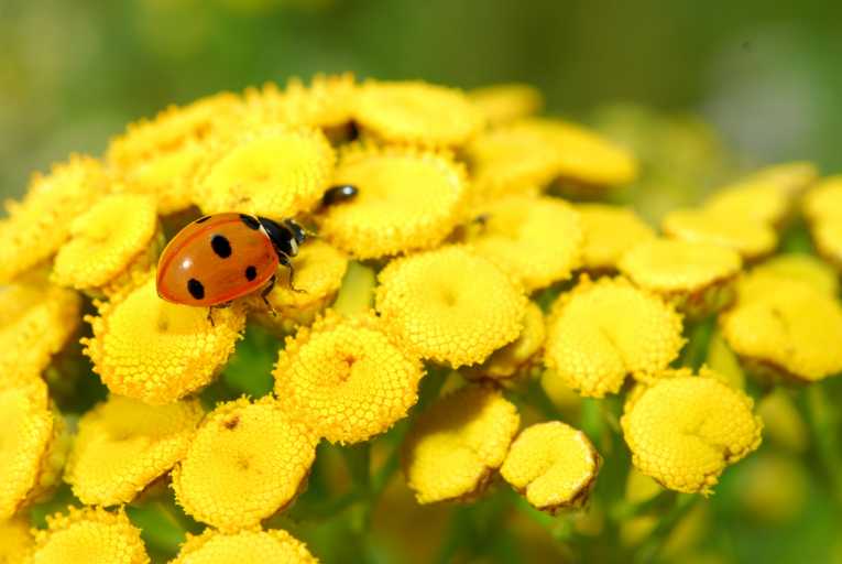 Scientists find evidence for healing properties of tansy