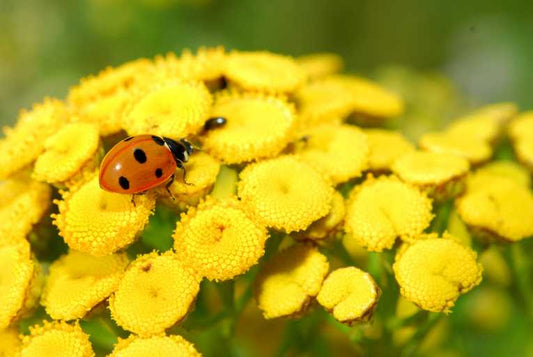 Scientists find evidence for healing properties of tansy