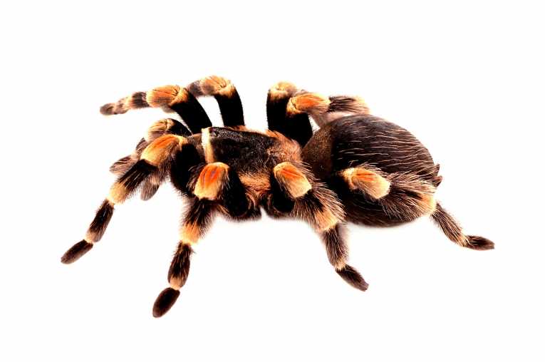 Tarantula in the scanner unveils its double-beating heart