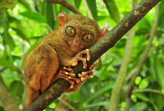 Tarsier Secretly Squeaking